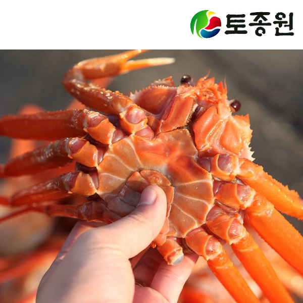 포항 고급연지홍게 ㅡ 10마리 ( 3k내외 )